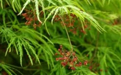 Viridis Dwarf Green Japanese Maple - 1 Gallon Pot -Azaleas Store Japanese Maple Viridis 11