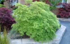 Viridis Dwarf Green Japanese Maple - 1 Gallon Pot -Azaleas Store Japanese Maple Viridis 17