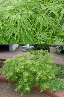 Viridis Dwarf Green Japanese Maple - 1 Gallon Pot -Azaleas Store Japanese Maple Viridis 500x750 1