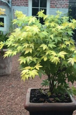 Orange Dream Japanese Maple - 1 Gallon Pot -Azaleas Store Japanese maple orange Dream 5