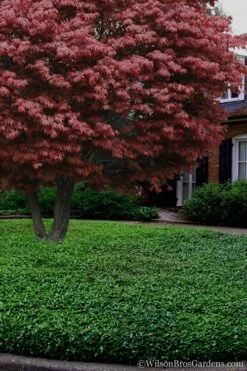 Asian Jasmine (Trachelospermum Asiaticum) - 72 Pack Of 3.5" Pint Pots -Azaleas Store Jasmine Asian 21