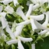 Star Jasmine Vine (Trachelospermum Jasminoides) - 3 Gallon Pot -Azaleas Store Jasmine Confederate 500x750 1