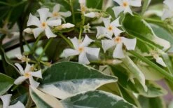 Variegated Confederate Jasmine - Trachelospermum Jasminoides - 6 Pack Of 1 Gallon Pots 15 Variegated Confederate Jasmine - Trachelospermum Jasminoides - 6 Pack Of 1 Gallon Pots -Azaleas Store Jasmine Confederate Variegated Flowers 1
