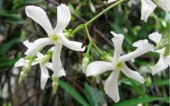 Confederate Jasmine Vine (Trachelospermum Jasminoides) - 6 Pack Of 1 Gallon Pots -Azaleas Store Jasmine Confederate Vine 1