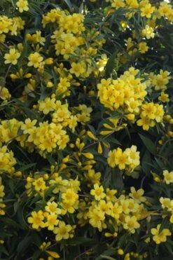 Duet Yellow Jasmine (Jessamine) - 2 Gallon Pot -Azaleas Store Jasmine Duet 5
