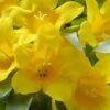 Duet Yellow Jasmine (Jessamine) - 2 Gallon Pot -Azaleas Store Jasmine Duet 7