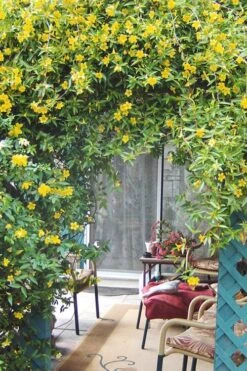 Duet Yellow Jasmine (Jessamine) - 2 Gallon Pot -Azaleas Store Jasmine Duet 9