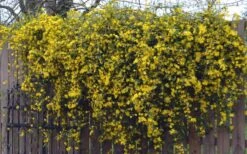 Duet Yellow Jasmine (Jessamine) - 2 Gallon Pot -Azaleas Store Jasmine Duet On Fence