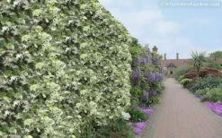 Variegated Confederate Jasmine - Trachelospermum Jasminoides - 3 Gallon Pot -Azaleas Store Jasmine Variegated Confederate 11