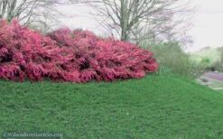 Blue Pacific Juniper - 6-Pack Of 1 Gallon Pots -Azaleas Store Juniper Blue Pacific 16