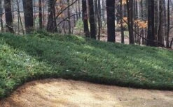 Blue Pacific Juniper - 6-Pack Of 1 Gallon Pots -Azaleas Store Juniper Blue Pacific