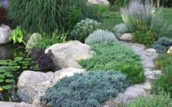 Blue Star Juniper - 6-Pack Of 1 Gallon Pots 11 Blue Star Juniper - 6-Pack Of 1 Gallon Pots -Azaleas Store Juniper Blue Star 14