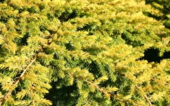 All Gold Golden Pacific Juniper - 2 Gallon Pot 14 All Gold Golden Pacific Juniper - 2 Gallon Pot -Azaleas Store Juniper Golden Pacific 10