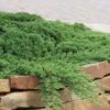 Green Mound Juniper - 2 Gallon Pot -Azaleas Store Juniper Green Mound 10