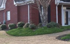 Green Mound Juniper - 2 Gallon Pot -Azaleas Store Juniper Green Mound