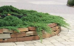 Green Mound Juniper - 2 Gallon Pot -Azaleas Store Juniper Green Mound 4