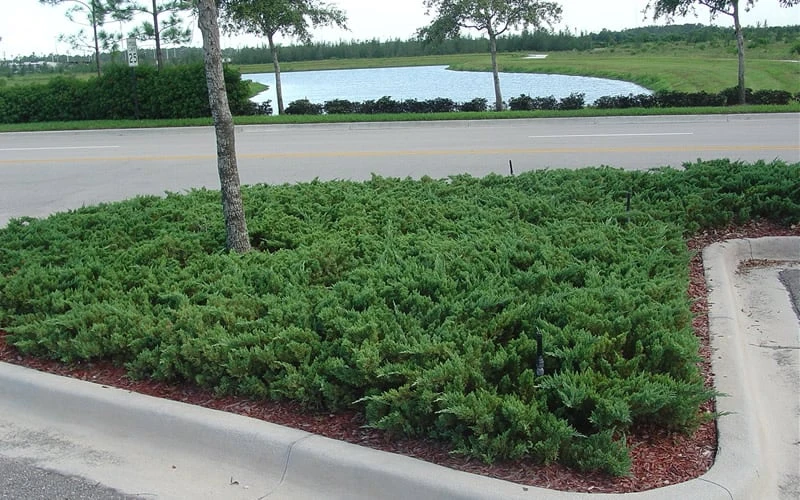 Parsons Juniper - Juniperus Davurica 'Parsonii' - 1 Gallon Pot 8 Parsons Juniper - Juniperus Davurica 'Parsonii' - 1 Gallon Pot - Image 6