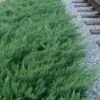 Parsons Juniper - Juniperus Davurica 'Parsonii' - 6 Pack Of 1 Gallon Pots -Azaleas Store Juniper Parsons Rev 500x750 1