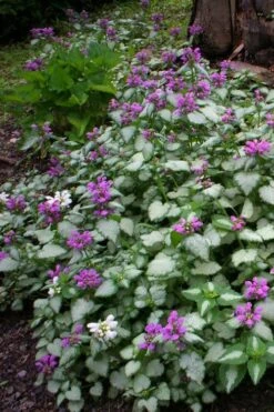 Beacon Silver Lamium - 5 Pack Of Pint Pots -Azaleas Store Lamium Beacons Silver 3