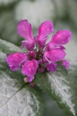 Beacon Silver Lamium - 5 Pack Of Pint Pots -Azaleas Store Lamium Beacons Silver 4