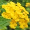New Gold Hardy Lantana - 1 Gallon Pot -Azaleas Store Lantana New Gold 13