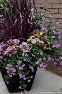 Trailing Lavender Lantana - 5 Pack Of Pint Pots -Azaleas Store Lantana Trailing Lavender 16