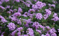 Trailing Lavender Lantana - 5 Pack Of Pint Pots -Azaleas Store Lantana Trailing Lavender 2