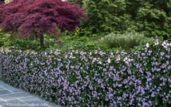 Trailing Lavender Lantana - 5 Pack Of Pint Pots -Azaleas Store Lantana Trailing Lavender 22