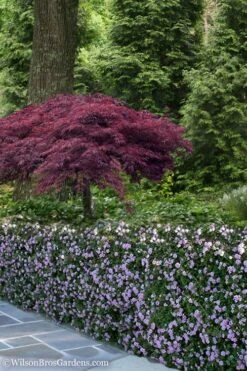 Trailing Lavender Lantana - 5 Pack Of Pint Pots -Azaleas Store Lantana Trailing Lavender 23