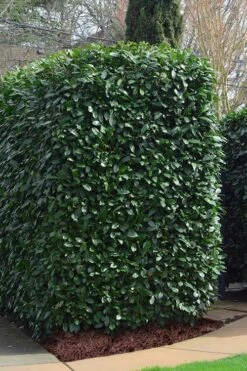 Schip Laurel (Prunus Laurocersasus 'Schipkaensis') - 6 Pack Of 1 Gallon Pots -Azaleas Store Laurel Schip 2