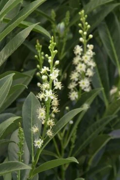 Schip Laurel (Prunus Laurocersasus 'Schipkaensis') - 1 Gallon Pot -Azaleas Store Laurel Schip 3 1