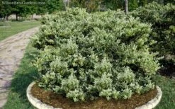 Jack Frost Ligustrum (Privet) - 3 Gallon Pot 13 Jack Frost Ligustrum (Privet) - 3 Gallon Pot -Azaleas Store Ligustrum Jack Frost 6