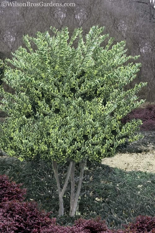 Jack Frost Ligustrum (Privet) - 3 Gallon Pot 7 Jack Frost Ligustrum (Privet) - 3 Gallon Pot - Image 5