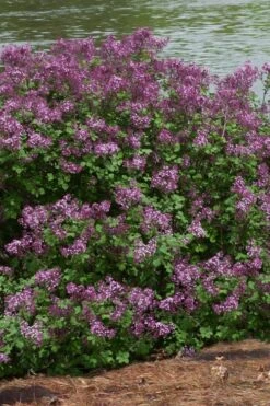 Bloomerang Dark Purple Lilac - 5 Pack Of Quart Pots -Azaleas Store Lilac Bloomerang Dark Purple 11
