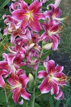 Stargazer Oriental - 1 Gallon Pot -Azaleas Store Lilium Stargazer 1