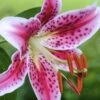 Stargazer Oriental - 1 Gallon Pot 2 Stargazer Oriental - 1 Gallon Pot -Azaleas Store Lilium Stargazer 3