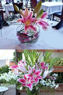 Stargazer Oriental - 1 Gallon Pot -Azaleas Store Lilium Stargazer 4