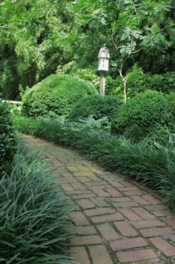 Emerald Goddess Liriope (Lilyturf) - 6-Pack Of 1 Gallon Pots -Azaleas Store Liriope Emerald Goddess 2