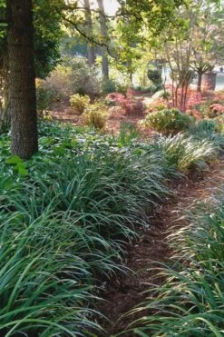 Emerald Goddess Liriope (Lilyturf) - 6-Pack Of 1 Gallon Pots -Azaleas Store Liriope Emerald Goddess 500x750 1