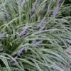 Silvery Sunproof Variegated Liriope - Lilyturf - 6 Pack Of 1 Gallon Pots -Azaleas Store Liriope Silvery Sunproof 13 1