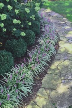 Silvery Sunproof Variegated Liriope - Lilyturf - 6 Pack Of 1 Gallon Pots -Azaleas Store Liriope Silvery Sunproof 15 1