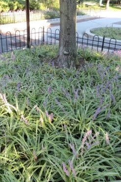 Variegated Liriope - Lilyturf - 72 Pack Of 3.5" Pint Pots -Azaleas Store Liriope Variegata 6