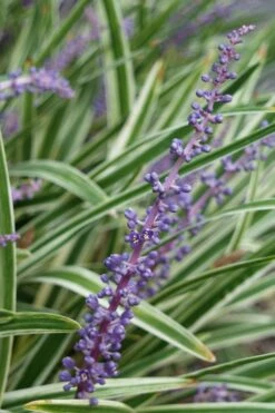 Variegated Liriope - Lilyturf - 72 Pack Of 3.5" Pint Pots -Azaleas Store Liriope Variegata 7