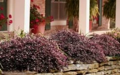 Purple Pixie Loropetalum - 6 Pack Of 1 Gallon Pots -Azaleas Store Loropetalum Purple Pixie 102