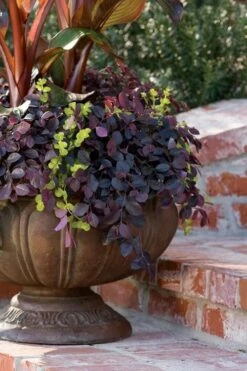 Purple Pixie Loropetalum - 6 Pack Of 1 Gallon Pots -Azaleas Store Loropetalum Purple Pixie 104