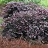 Purple Pixie Loropetalum - 2.5 Quart Pot -Azaleas Store Loropetalum Purple Pixie 105 1
