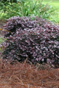 Purple Pixie Loropetalum - 6 Pack Of 1 Gallon Pots