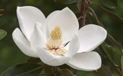 Alta Southern Magnolia - 7 Gallon Pot (4-5') -Azaleas Store Magnolia Alta 2