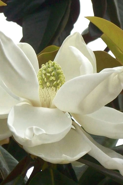D. D. Blanchard Southern Magnolia - 3 Gallon Pot 3 D. D. Blanchard Southern Magnolia - 3 Gallon Pot
