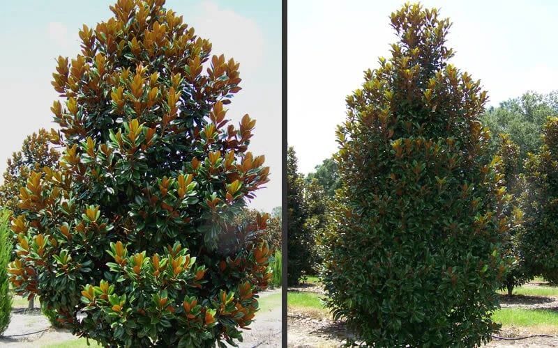 D. D. Blanchard Southern Magnolia - 3 Gallon Pot 7 D. D. Blanchard Southern Magnolia - 3 Gallon Pot - Image 5